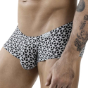 Clever Boxer Latin Cuadricula