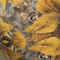 Slip Bikini Safari Jaune ES Collection